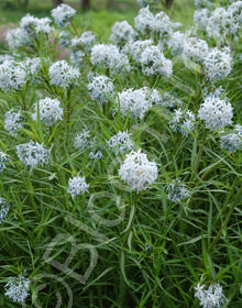 Amsonia ciliata 'Halfway to Arkansas'